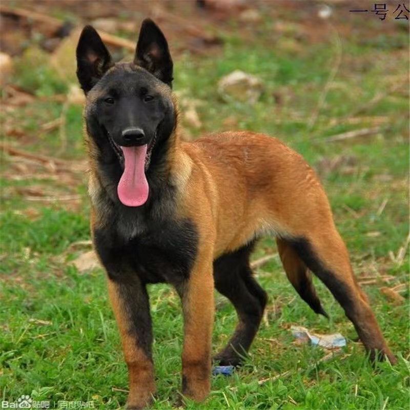纯种马犬幼犬活体比利时中大型犬马犬猎犬看家护院爆红马犬黄马犬