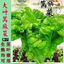 大叶窝麻菜种籽叶用莴苣麻菜籽真好吃鸡菜香秋季蔬菜种子生菜籽