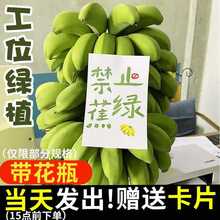焦虑静止芭蕉绿水焦绿办公室蕉香蕉桌面培整串拒绝禁止小米蕉其他