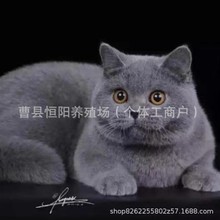 纯种英短蓝猫幼猫折耳猫英国短毛猫矮脚小猫活物幼崽活体宠物猫咪