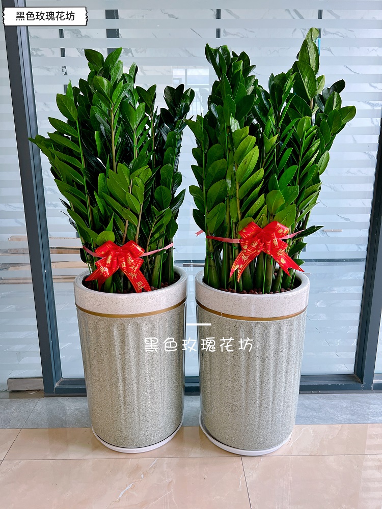 深圳金钱树盆栽绿植摇钱室内吸甲醛公司开业乔迁送礼专用北欧植物