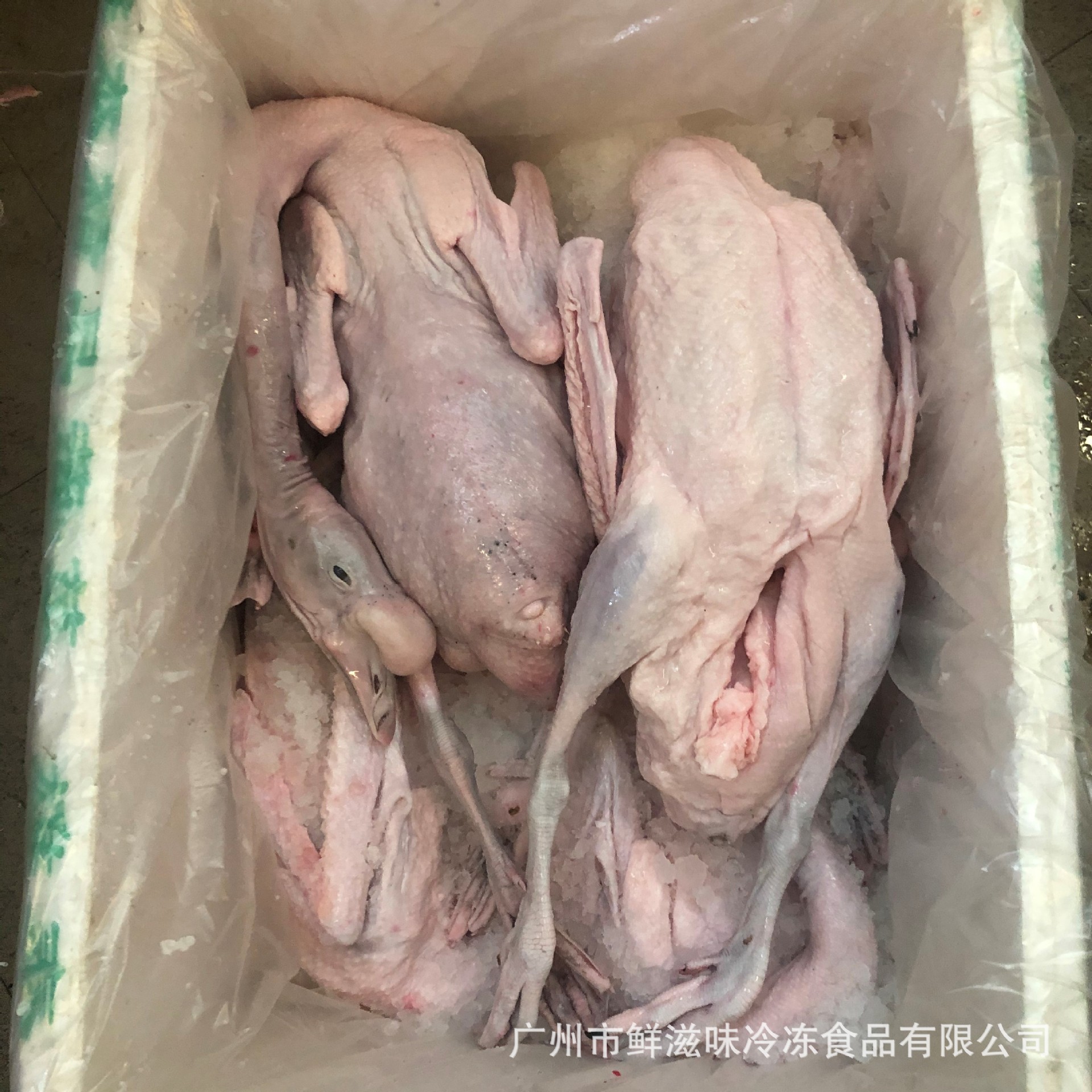 新鲜黑棕鹅 清远黑棕鹅 光鹅 带掌亦 脆皮烧鹅 餐饮烧腊店 食材