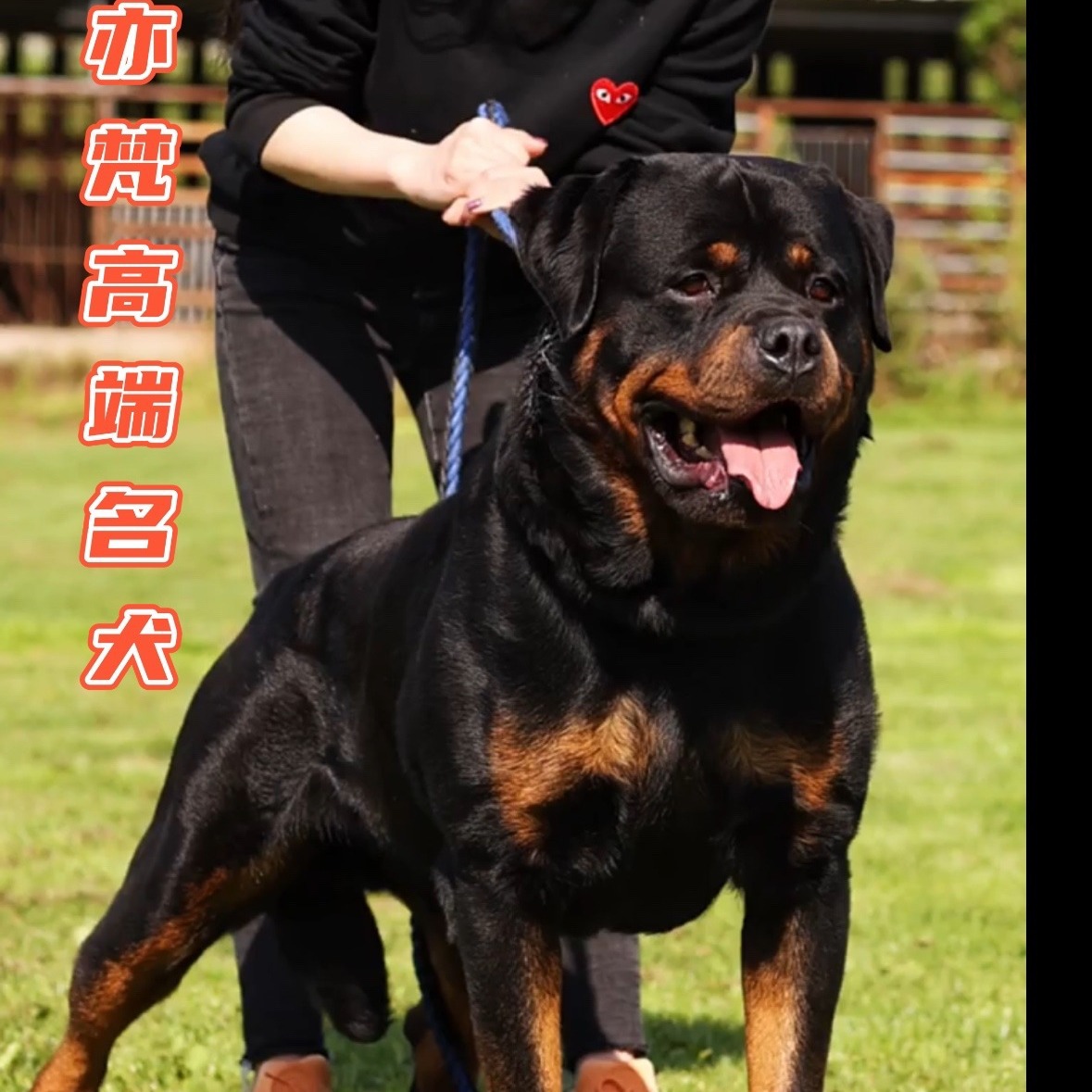 纯种罗威纳幼犬活体罗威纳德系赛级宠物狗大型护卫犬防爆犬警犬