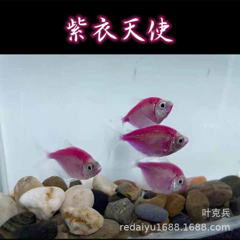 上海热带鱼养殖场批发 紫衣天使鱼 紫天使彩色鱼