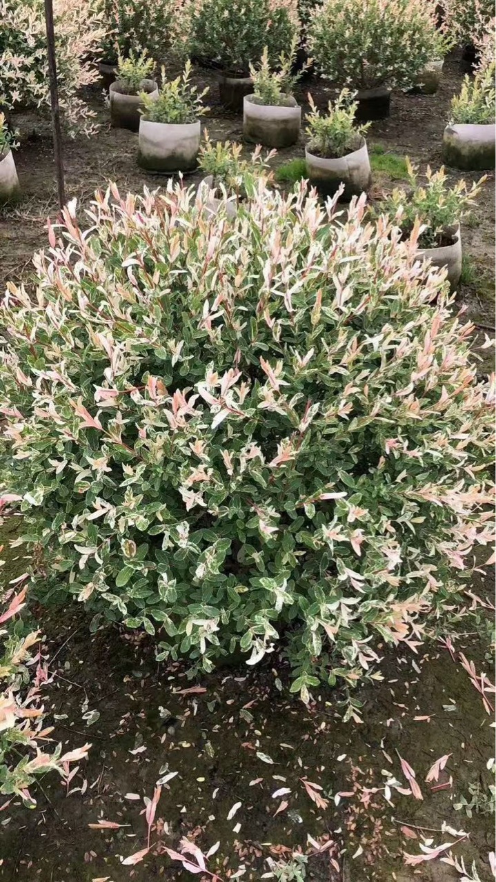 彩叶杞柳球花叶杞柳球绿篱色块市政工程小区绿化苗木销售