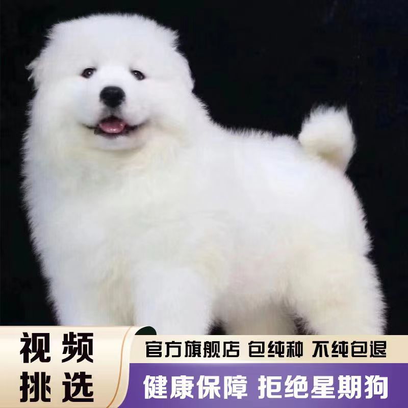 纯种萨摩耶幼犬活体微笑天使活泼可爱憨憨狗狗雪白色宠物犬中型犬
