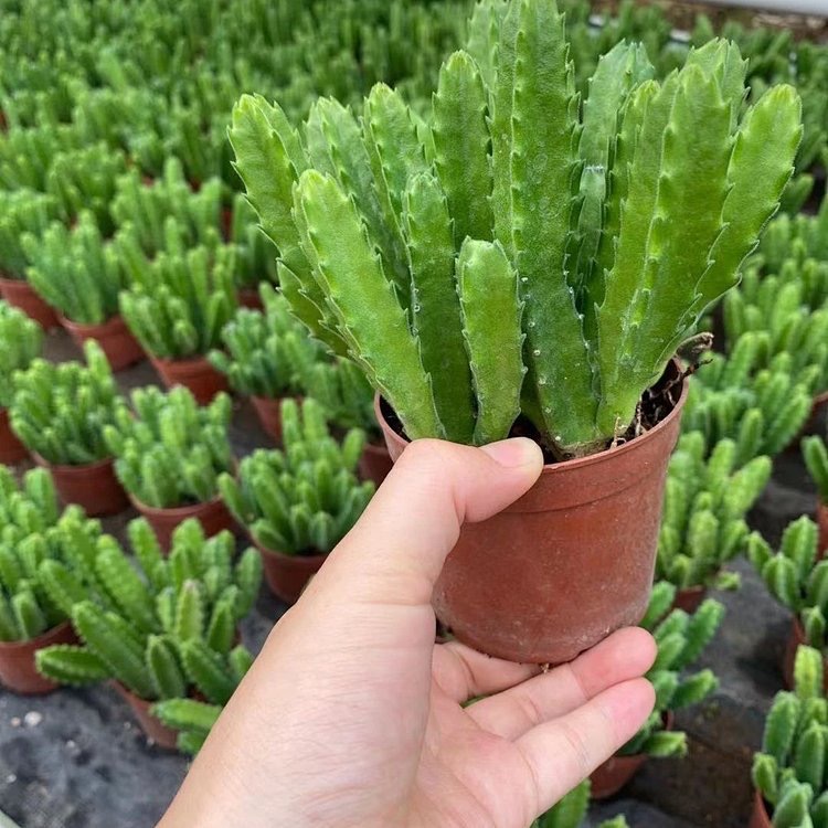 基地直供仙人掌类九头龙/龙王阁盆栽居家耐养耐运输可出口植物