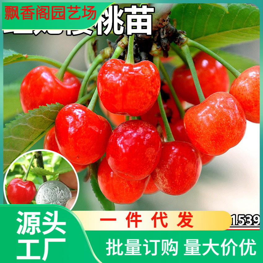 一件代发樱桃树苗红妃大樱桃树苗樱桃嫁接苗车厘子苗玛瑙红樱桃苗