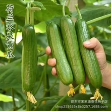 荷兰无刺水果黄瓜种子小黄瓜种子节节瓜四季地栽阳台盆栽蔬菜