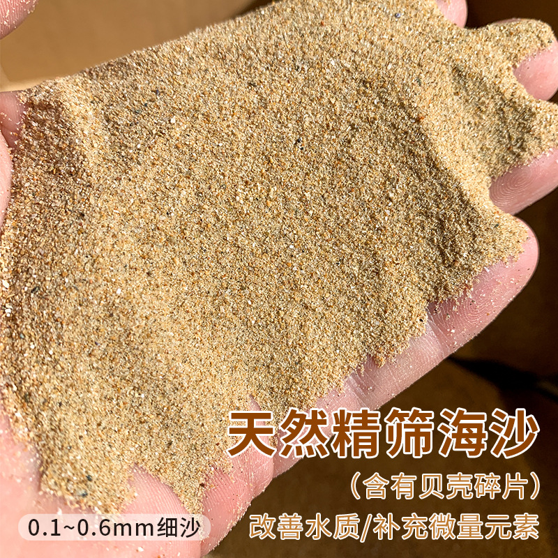 天然细海沙 鱼缸水族箱造景底砂 乌龟螃蟹寄居蟹铺底垫材细沙子