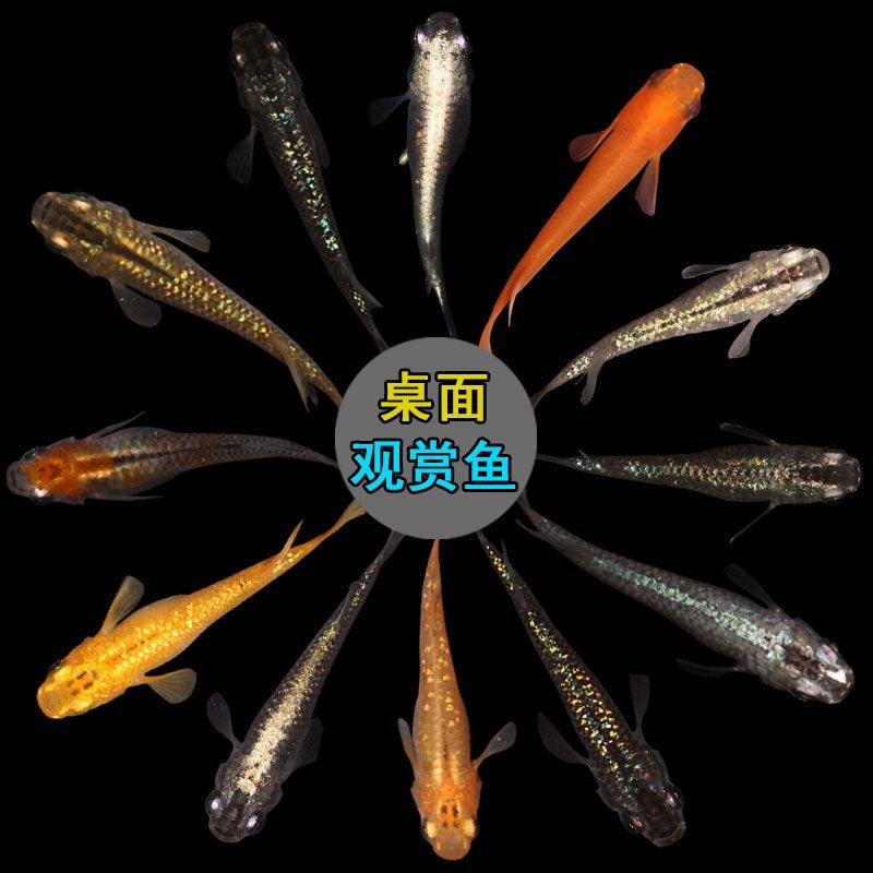 小缸能养小金鱼活体观背青鳉好养耐活淡水冷水鱼苗观赏鱼迷你锦鲤