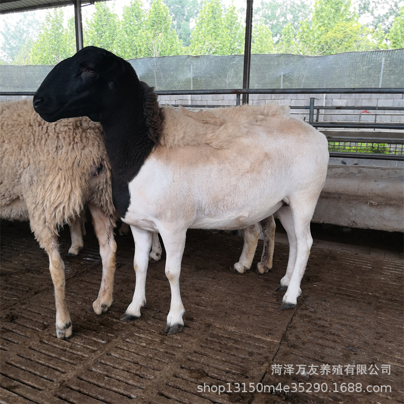 纯湖羊活羊小尾寒羊怀孕母羊种公羊小羊羔澳湖杂交绵羊多少钱一只