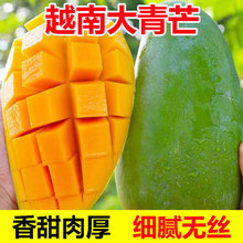 越南大青芒大金煌芒特大芒果新鲜当季水果芒果