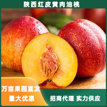 陕西红皮黄肉油桃 当季新鲜水果脆甜黄心油桃礼盒装一件代发批发