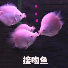 接吻鱼彩群鱼小型热带观赏鱼活鱼七彩活体淡水鱼亲嘴鱼好养易活