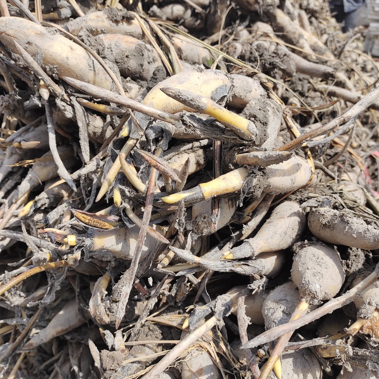 基地批发广昌白莲苗现挖杂交莲子种丰产藕苗亩产7000朵左右-阿里巴巴