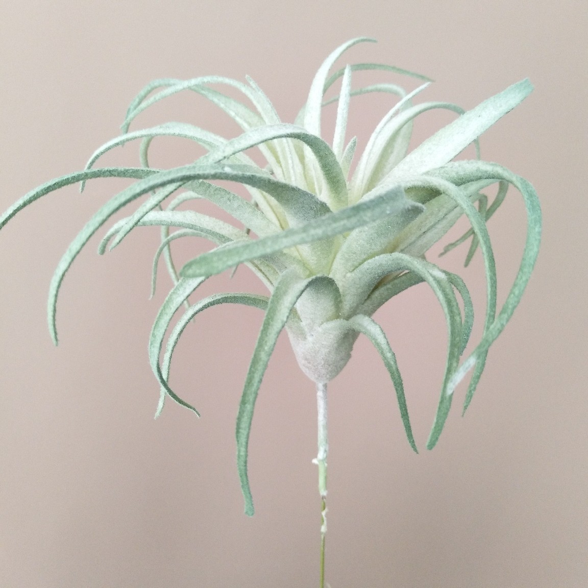 仿真置毛4号空气草空气凤梨绿植 家居装饰 婚庆 绿植墙 绿植盆栽