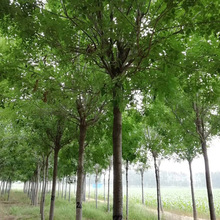 批发白蜡大树苗 精品白蜡大树 乔木8-30公分粗多规格行道树苗植物