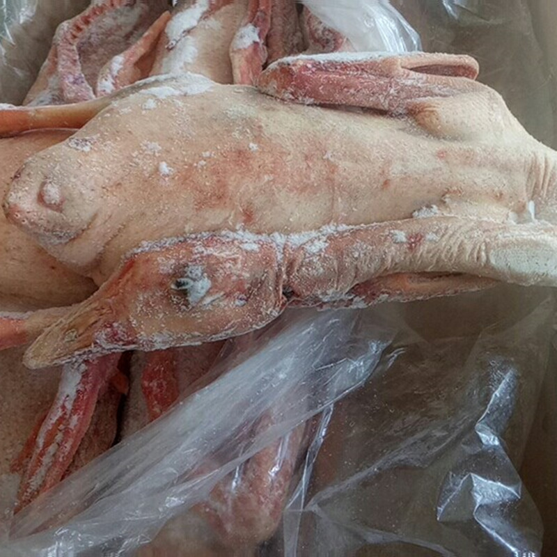 【山东大厂】【仔鹅】毛净度好出成高卤鹅贡鹅固始鹅块实惠的选择