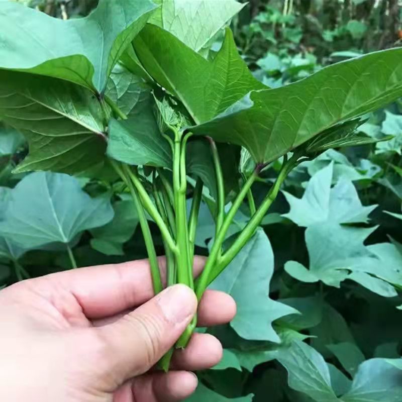 现摘现发四川新鲜红薯尖红薯叶红苕尖地瓜尖长寿菜番薯叶番薯尖酒