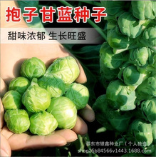 原装绿孢子甘蓝种子紫色抱子甘蓝迷你小包菜原装四季蔬菜种子大全
