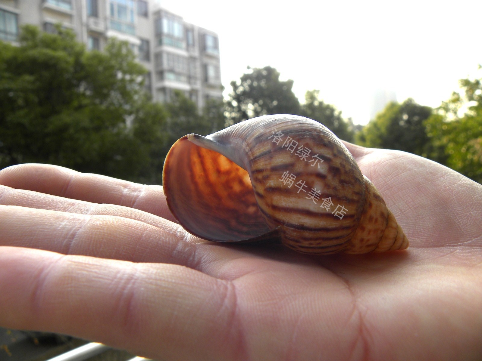 餐饮食用蜗牛壳白玉蜗牛壳法国蜗牛壳法式焗蜗牛壳寄居蟹替换壳