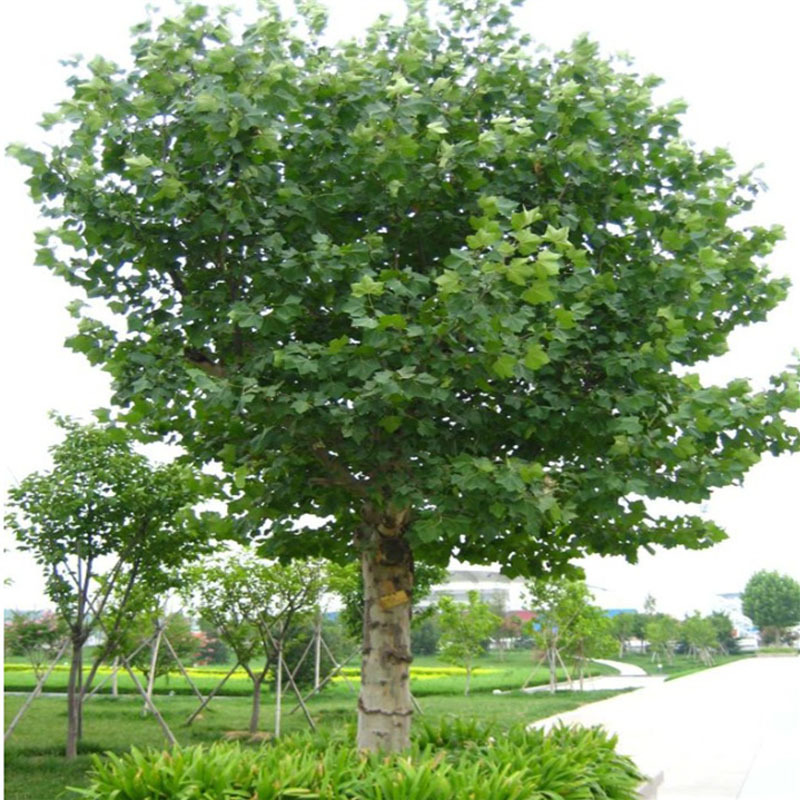 法桐树种子法国梧桐树苗祛汗树净土树悬铃木景观绿化街道当年新采
