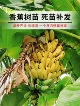 香蕉树苹果蕉红皮矮化芭蕉盆栽水果苗庭院当年结果抗寒盆栽易成活