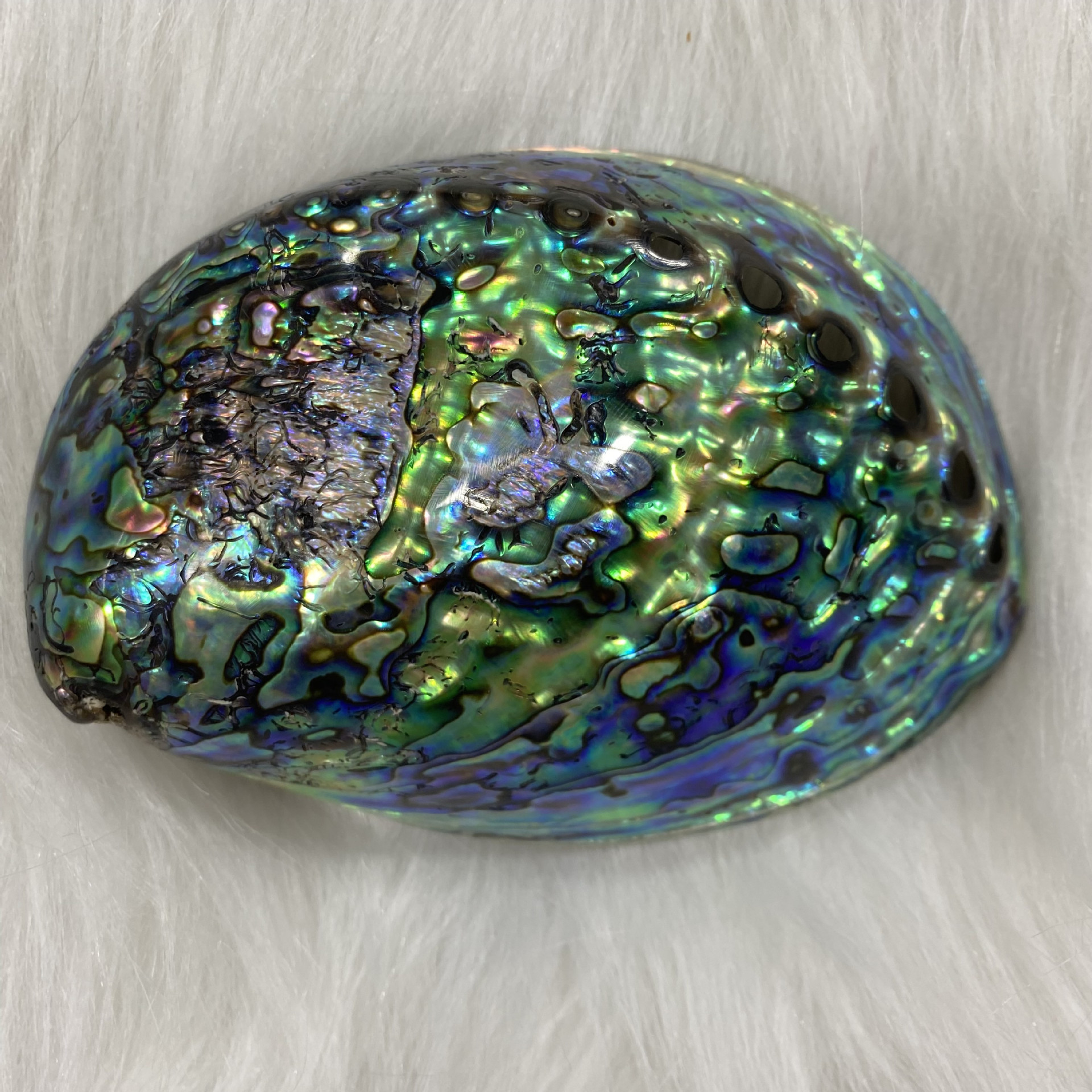 10-13cm新西兰鲍鱼贝 鱼缸水族天然贝壳 蓝色鲍鱼壳 贝壳 鲍鱼壳