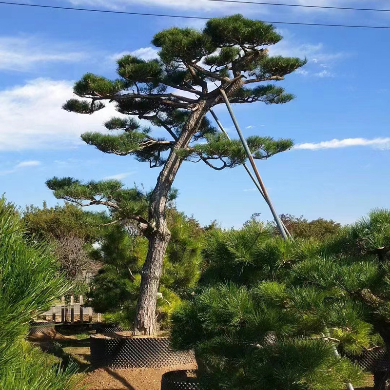 本基地供应多种造型景松 适应性好现挖现卖造型景观松