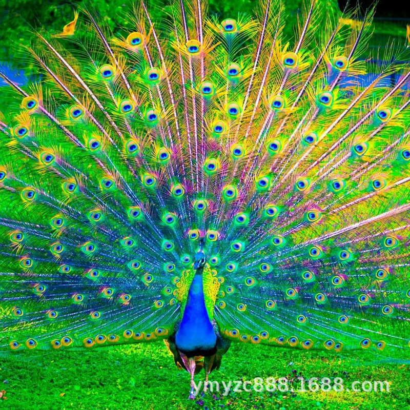 孔雀公母一对幼苗脱温蓝孔雀白孔雀成年观赏孔雀活物小孔雀宠物养