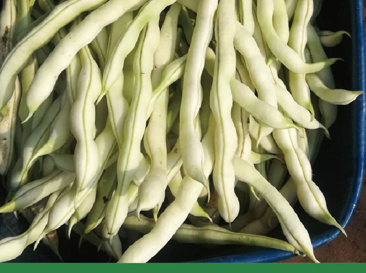 蓟宏加长九粒白豆角种子 早熟荚白长 肉厚 抗逆广适 芸豆种籽