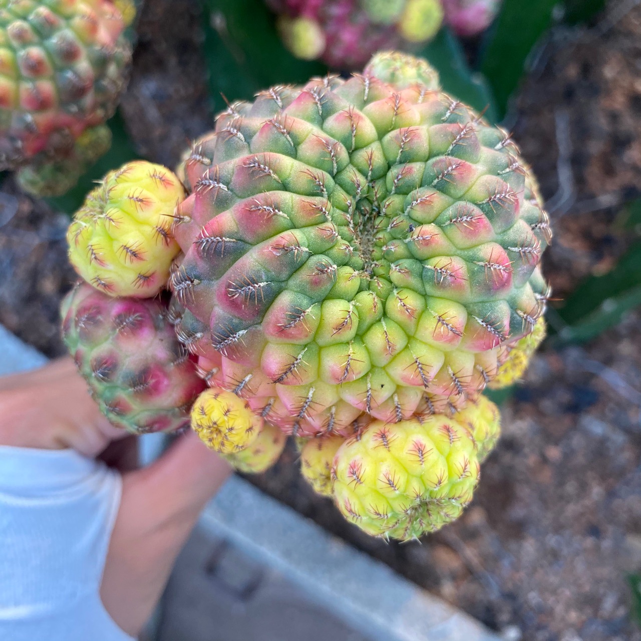 紫丽丸锦嫁接带柱仙人球多肉植物盆栽