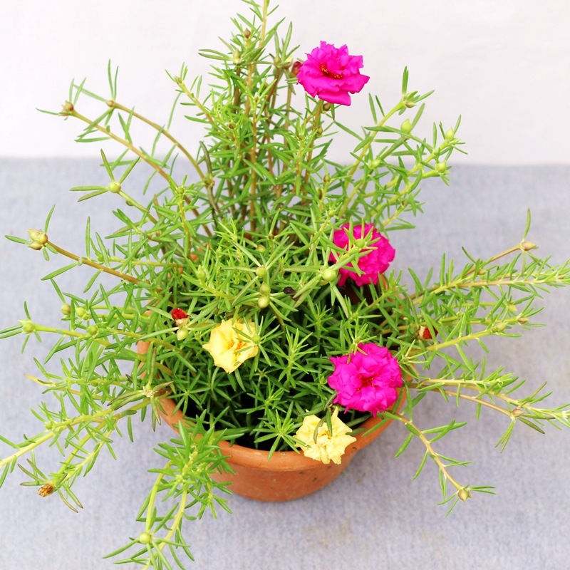 太阳花日日红重瓣四季开花室内外阳台窗台好养易活花卉绿植基地