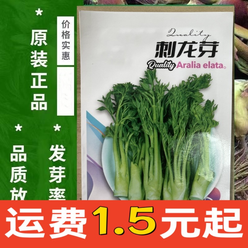 刺老芽树苗东北野生刺嫩芽云南山野菜刺龙芽刺龙苞笼苞南北方种植