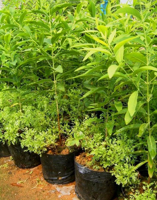 檀香种子 白檀 檀香树 绿化林苗木工程树种子 品种保证 量大优惠