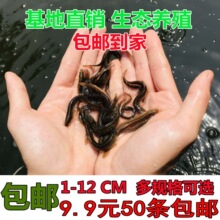 台湾泥鳅活鱼幼苗小泥鳅苗本地活体淡水圆鳅苗活筏钓体青鳅养殖苗