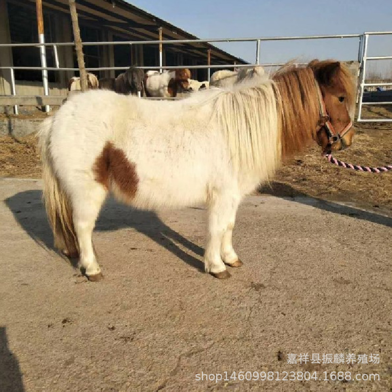 家养小矮马活体国产马 宠物矮马吃什么 宠物驴养殖 景区租赁价格