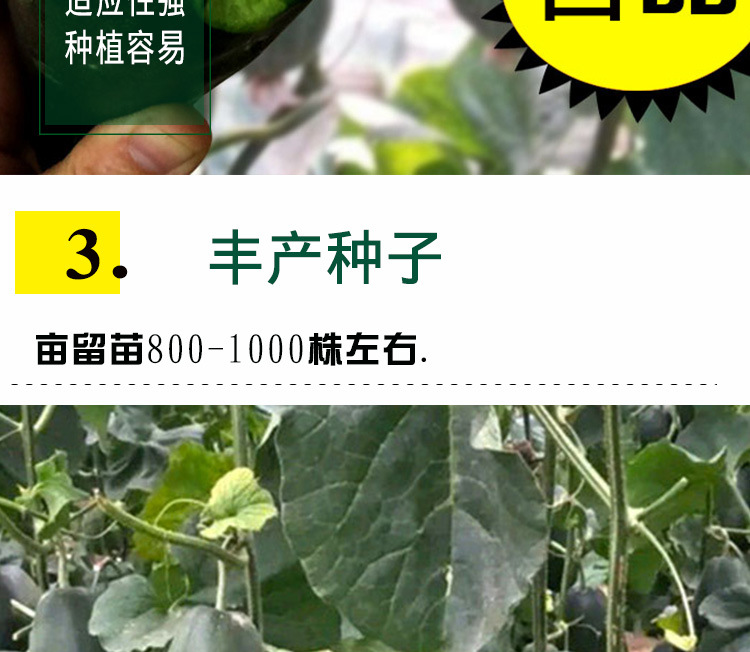 灰鼠甜瓜种子 农田菜园果皮青绿光滑果肉白绿松脆多汁甜瓜籽