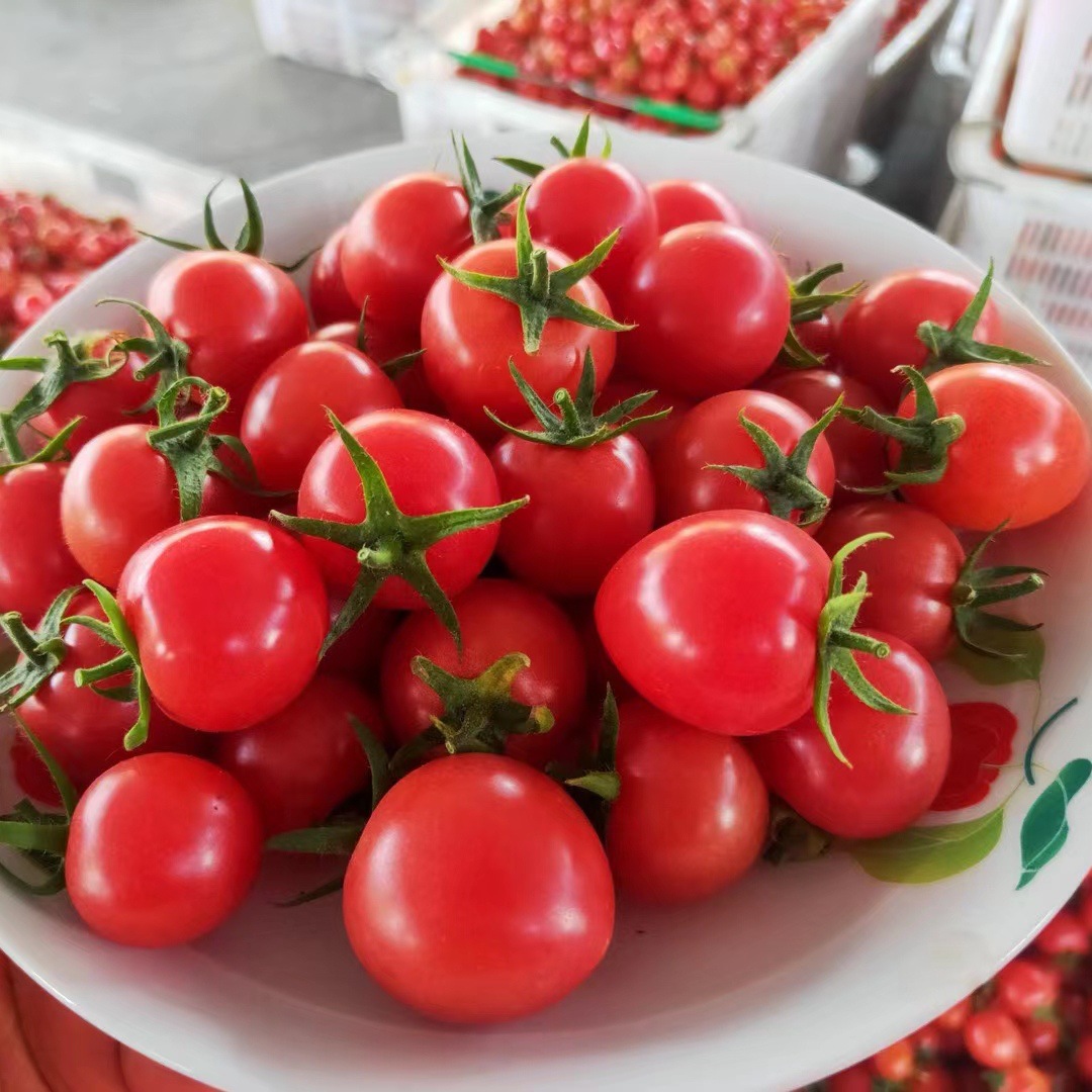 攀枝花千禧果 露天小番茄 产地现摘新鲜水果一件代发