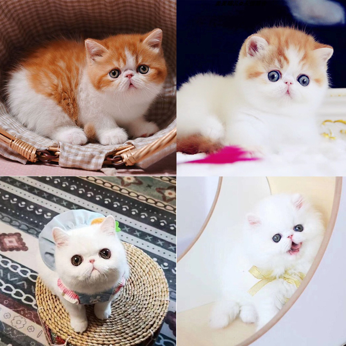 纯种加菲猫幼猫红虎斑纯白加菲猫幼崽宠物猫异国短毛猫加菲猫活体