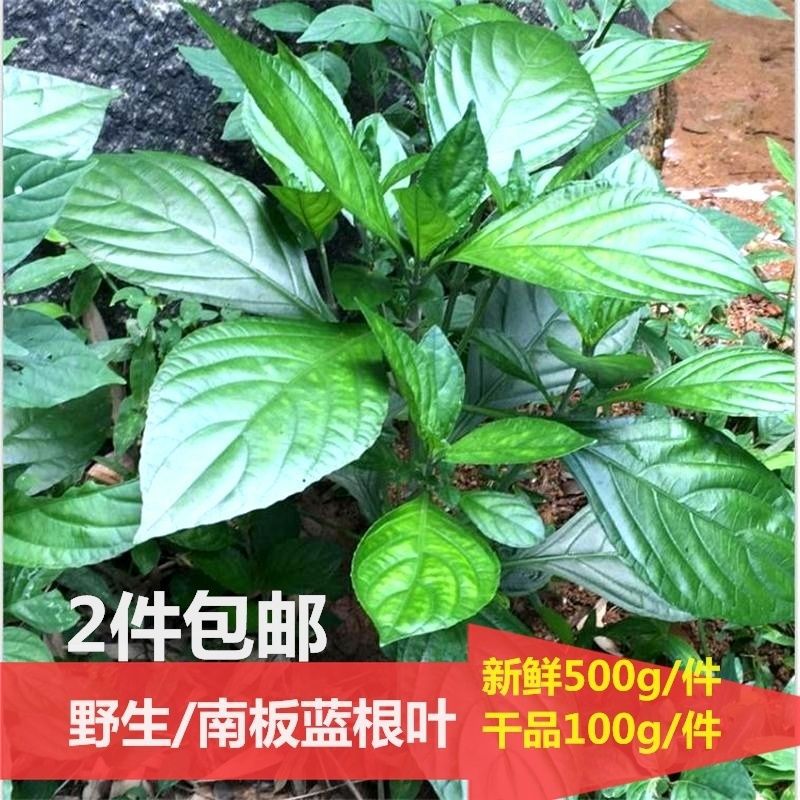 南板蓝根叶子新鲜大青叶中药材里予生泡水苗马蓝盆栽植物清热下火
