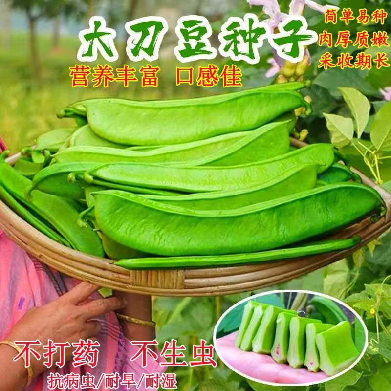 大红刀豆种子 巨型刀豆大豆角种籽巴西豆四季蔬菜爬藤菜豆角种子