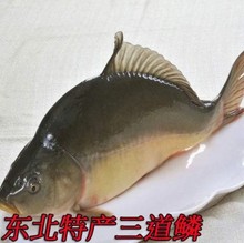 正宗东北野生现捞活鱼 三道鳞鲤鱼 框镜鲤鱼 红尾鲤鱼 2斤装包邮