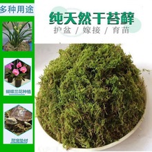 水苔蝴蝶兰专用兰花土干苔藓捕蝇草乌龟蜥蜴冬眠运输盆景装饰保湿