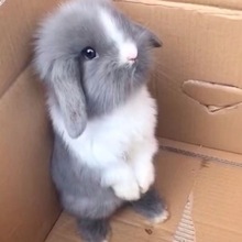 小兔子活物宠物小白兔活体迷你幼崽侏儒兔长不大垂耳兔道奇茶杯兔