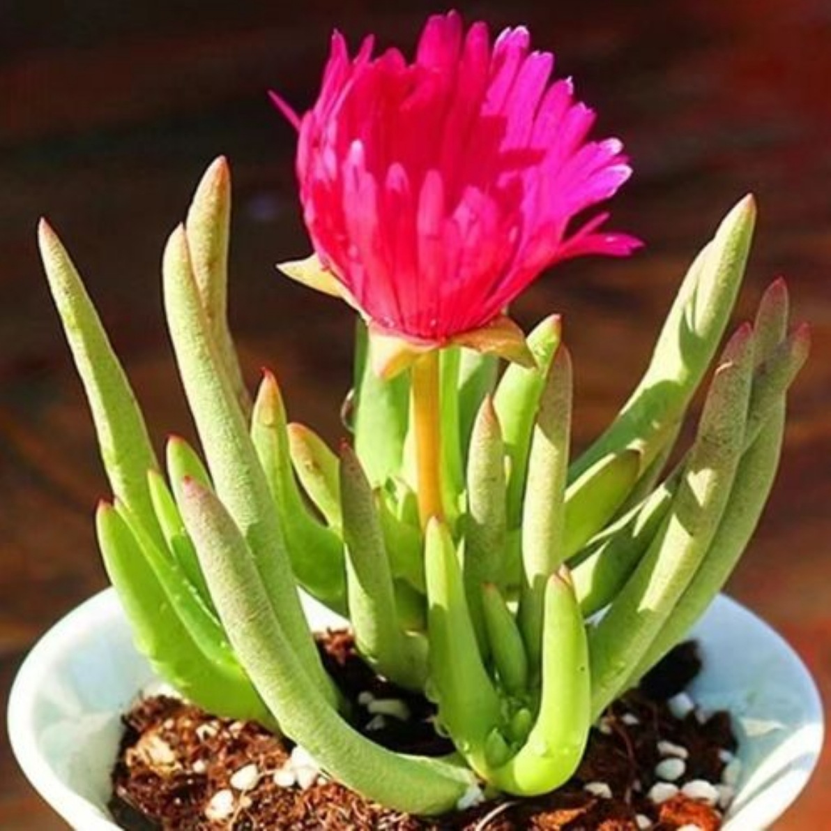 奔龙怒涛多肉植物肉肉开花番杏科大颗好养开花老桩带盆栽好办公室