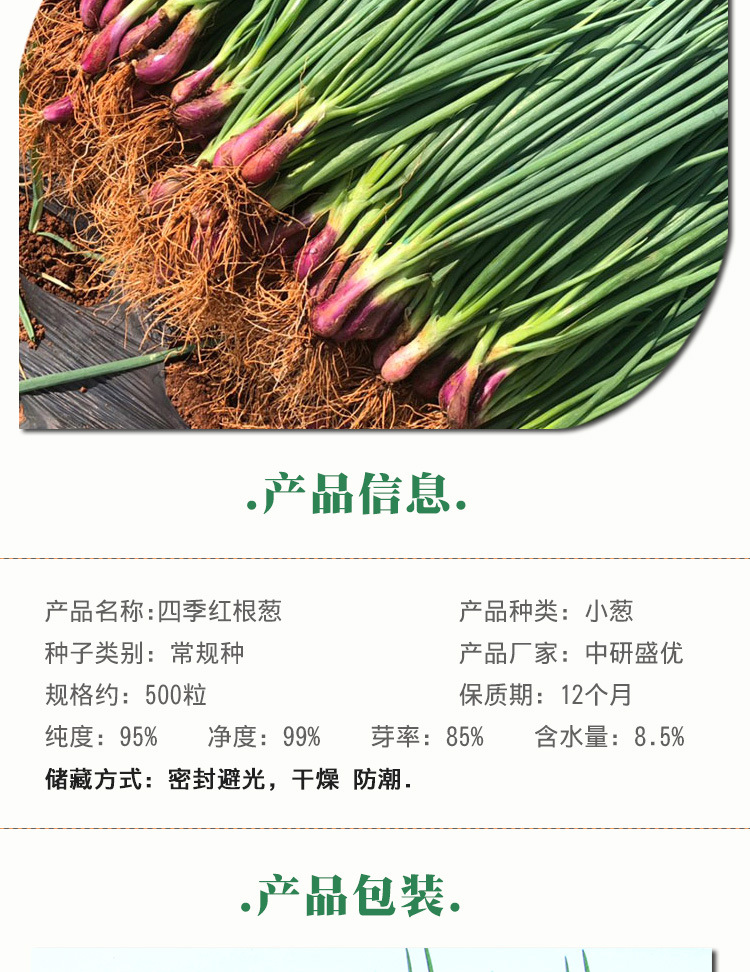 四季红根小香葱种子盆栽葱种红葱小葱种籽春季秋季四季阳台蔬菜孑