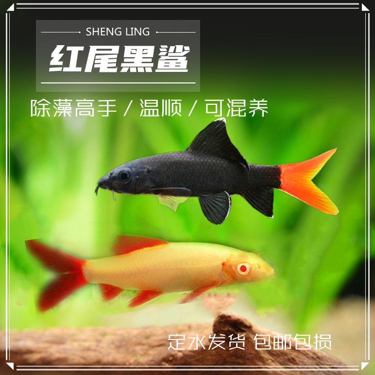 彩虹粉红鲨红尾黑鲨鱼小型观赏鲨淡水热带观赏鱼除藻清理残渣混养