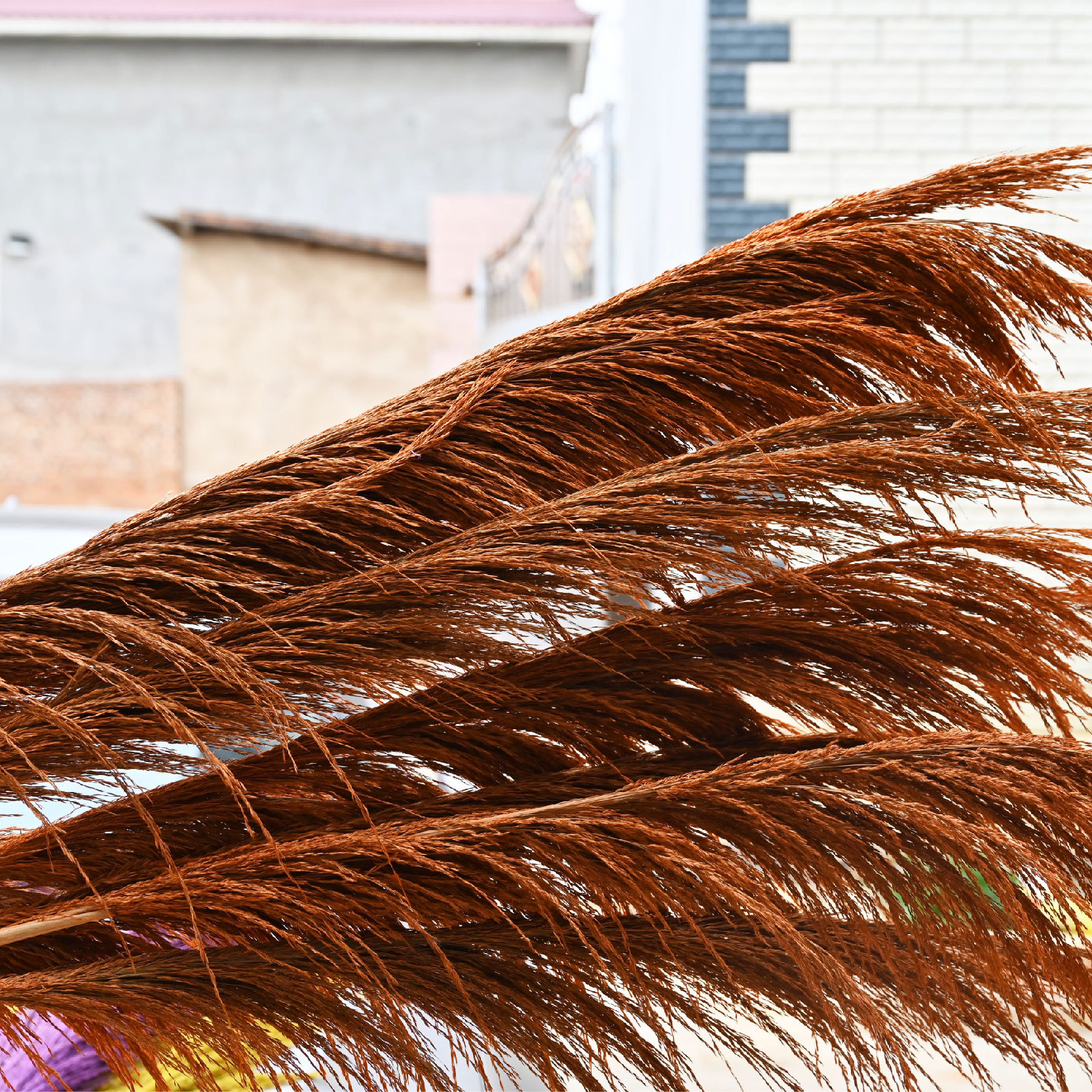 云南干花厂家 彩色芦苇 铁杆芦苇 染色芦苇 婚庆用品 大芦苇花材